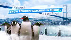 Snowy Penguin Program in Turkey