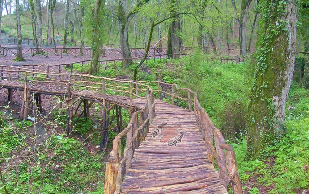 Ghabat Farallak: A Lush Forest Escape on Syria’s Mediterranean Coast