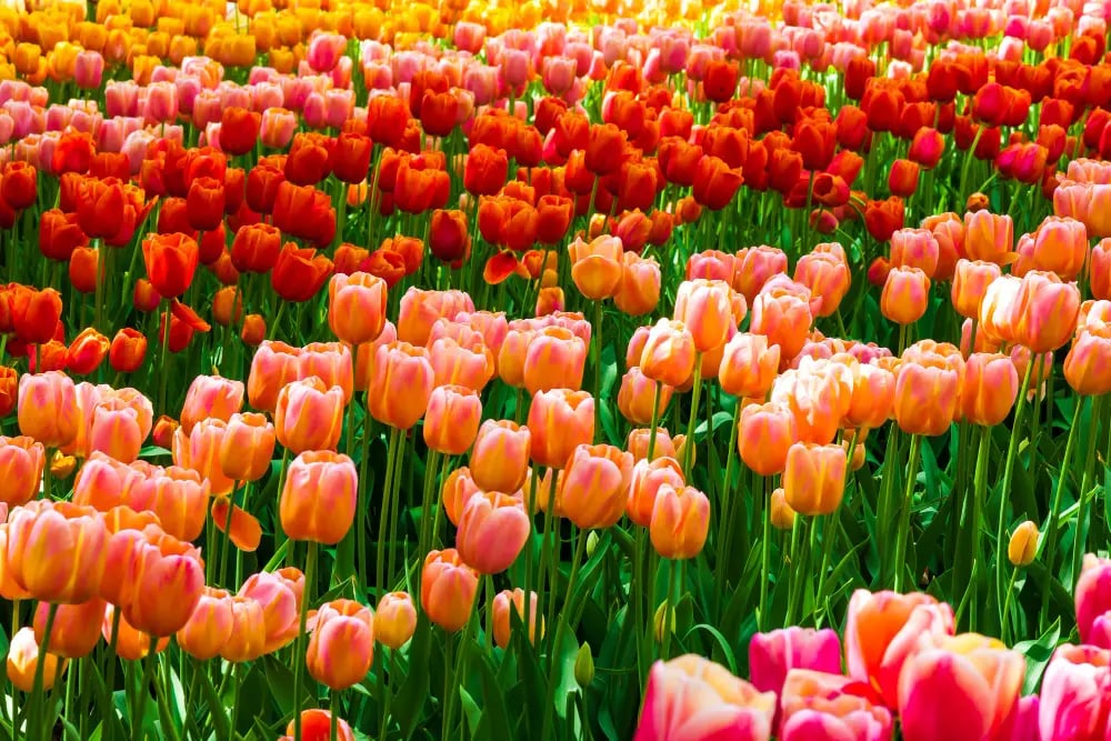 Tulip Season in Istanbul, Turkey: A Complete Guide