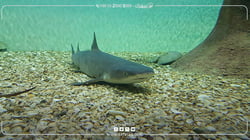 ViaSea Aquarium: A great World of Entertainment and Shopping ViaSea Aquarium: A great World of Entertainment and Shopping