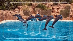 خليج الدلافين في دبي: استمتع بتجربة فاخرة بأقل تكلفة