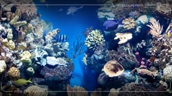 دليل مفصل حول أكواريوم دبي