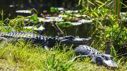 حديقة التماسيح في دبي: وجهة فريدة لمحبي المغامرة وعشاق الطبيعة