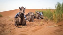 محمية دبي الصحراوية: واحة الحياة البرية في قلب الإمارات