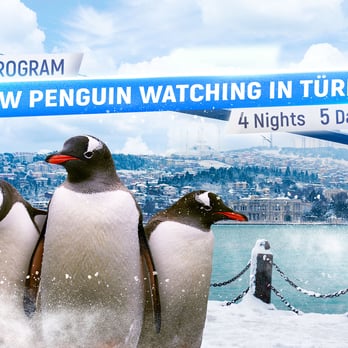 Snowy Penguin Program in Turkey