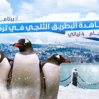 برنامج البطريق الثلجي في تركيا