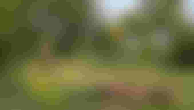 Inciralti Forest