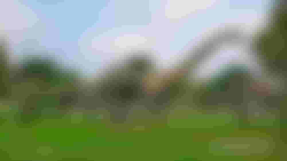 ديناصور في حديقة زعبيل