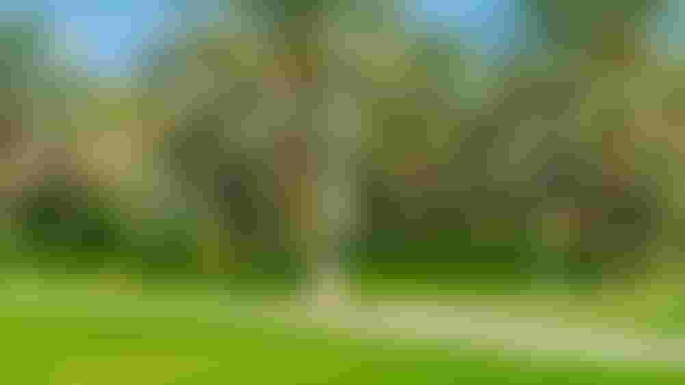 the green landscape of Quranic park in Dubai