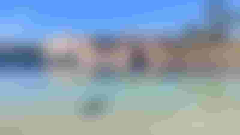 dolphin swimming at dolphin bay