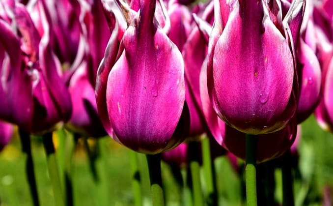 Yildiz Park location