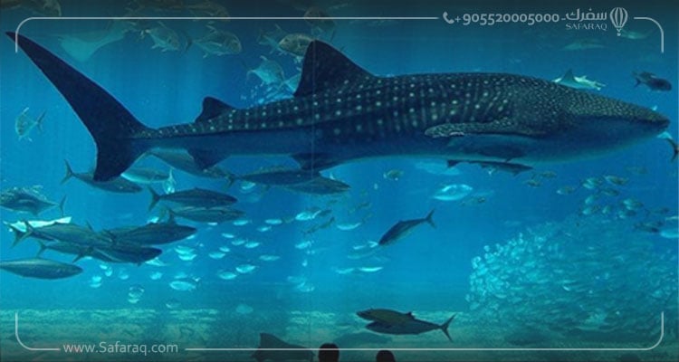 Istanbul Aquarium