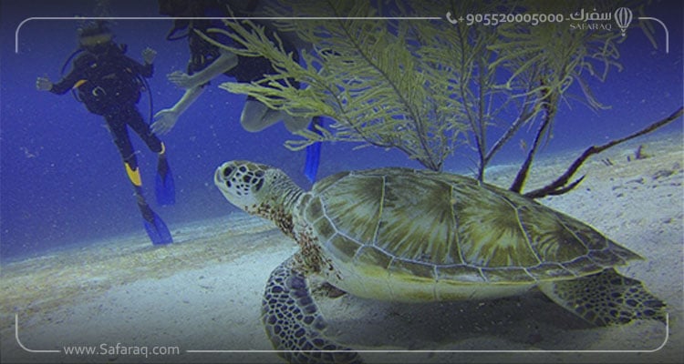 Underwater Walking in Maldives