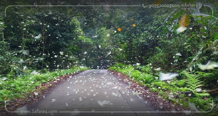 لماذا سمي وادي الفراشات بهذا الإسم