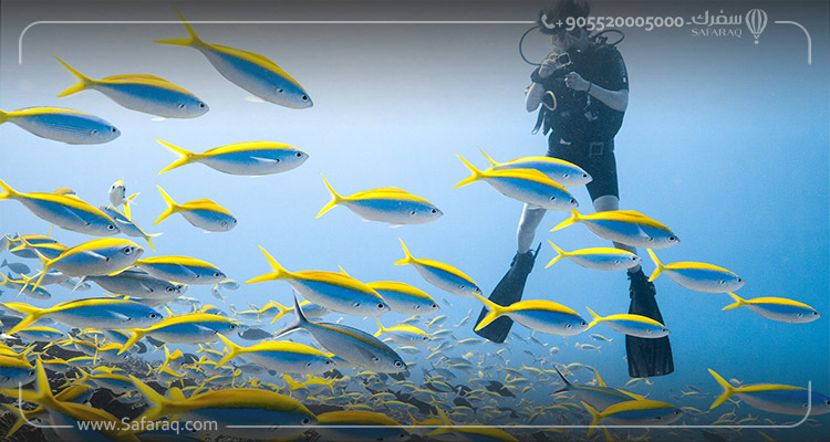 Plongée sous-marine et snorkeling