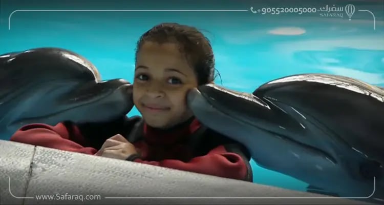 ما الذي تشمله العروض في دولفيناريوم إسطنبول