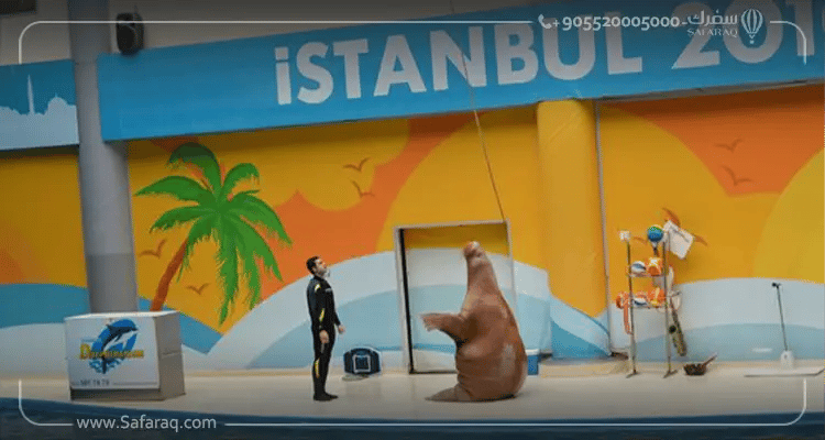 الأنشطة السياحية في دولفيناريوم إسطنبول