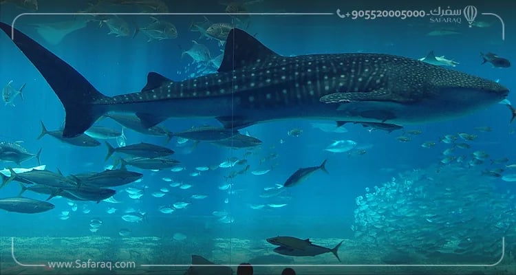 الأكواريوم