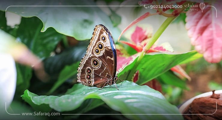 حديقة الفراشات