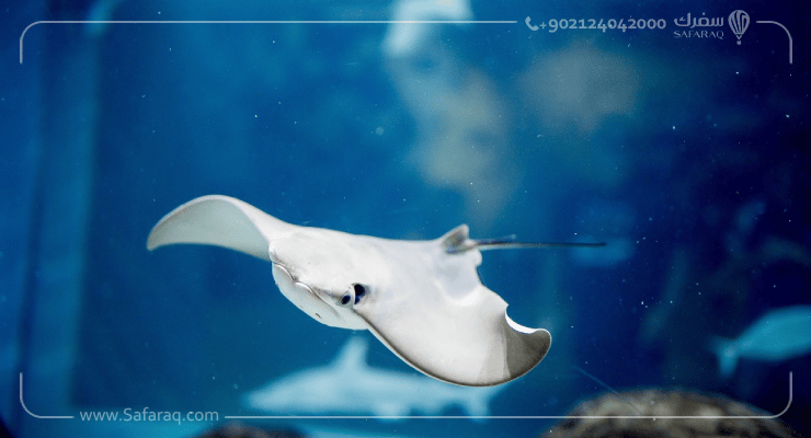 ما الذي يميز أكواريوم دبي