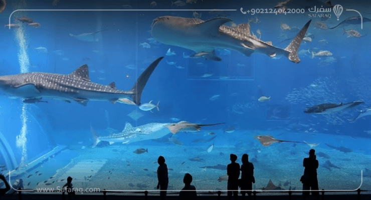 الرحلات السياحية في دبي مع شركة سفرك