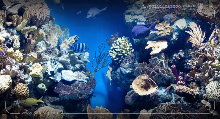 أكواريوم دبي