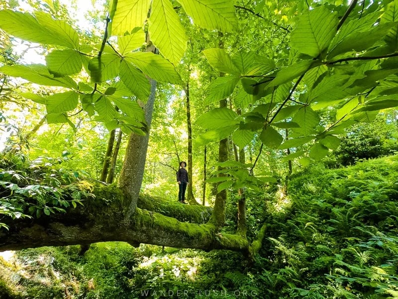 Batumi Botanical Garden