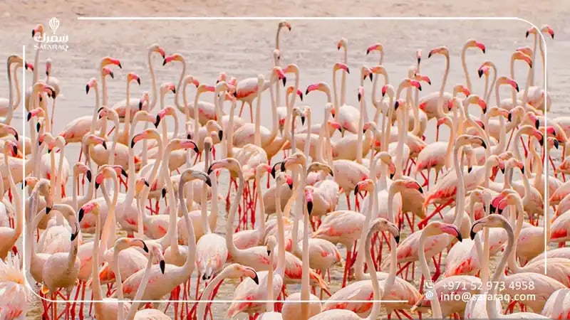 الحياة البرية في راس الخور