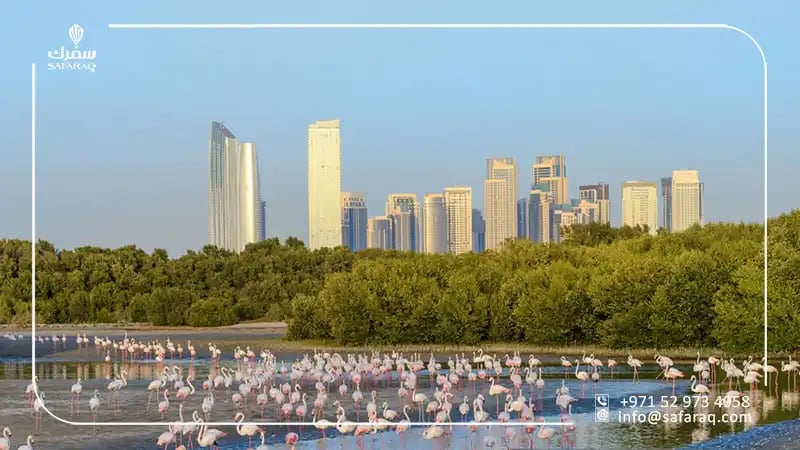 طيور الفلامنجو في محمية راس الخور