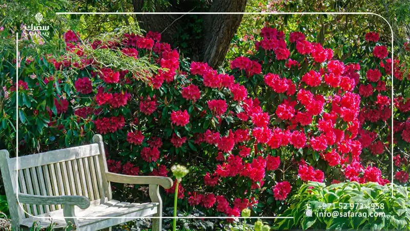 حديقة الزهور الجديدة