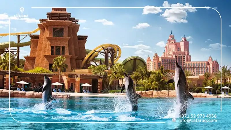 Dolphin Show