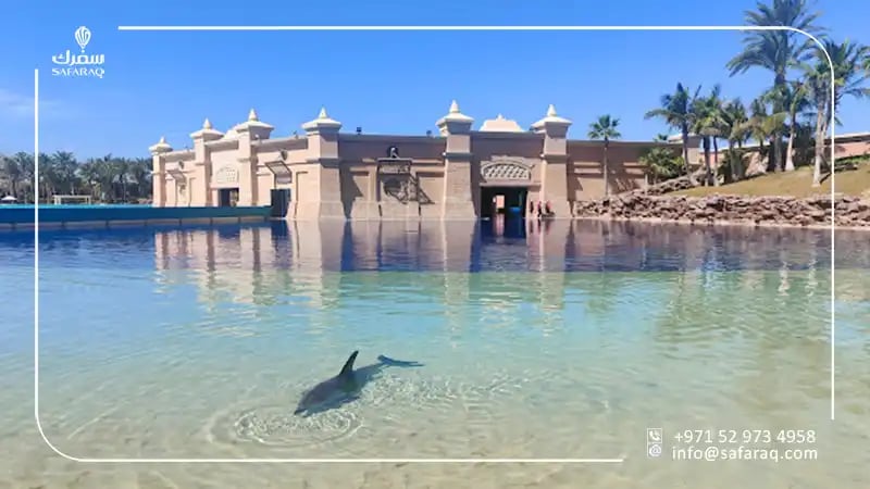 dolphin swimming at dolphin bay