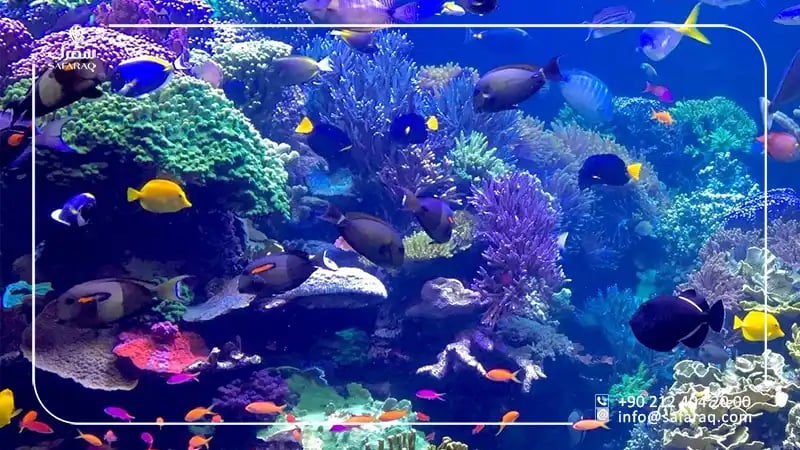 Istanbul Aquarium