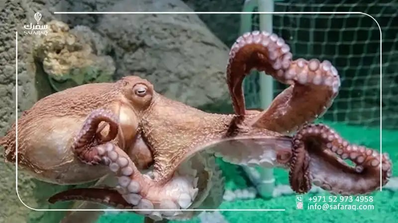 اخطبوط في دبي أكواريوم