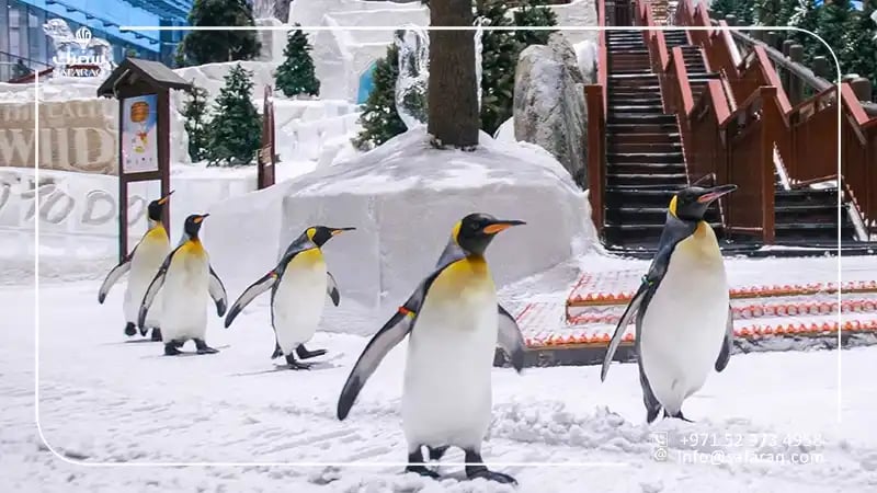 طائر البطريق في دبي