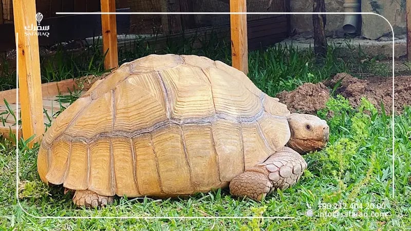 حديقة حيوانات أنطاليا