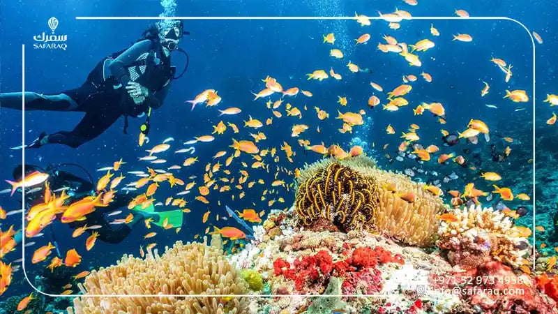 الأسماك الجميلة في تجربة الغوص تحت الماء