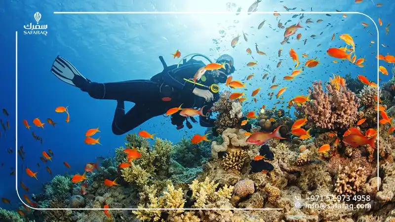 الإمارات وجهة مثالية للغوص