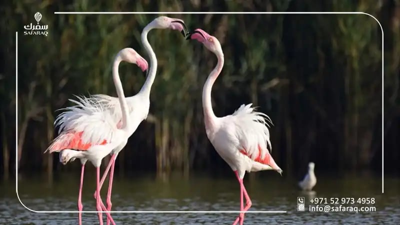 flamingo in alwathba