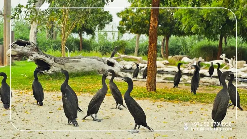 Wildlife and Biodiversity in the Reserve