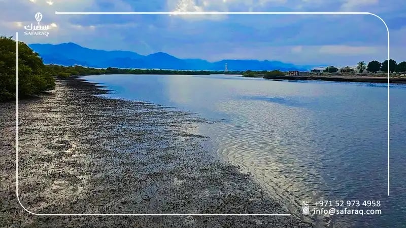 Khor Kalba Mangrove reserve