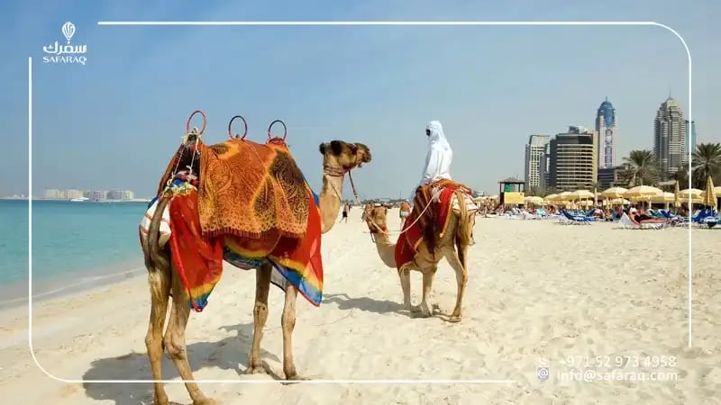 Best Camel Riding Spots in the UAE