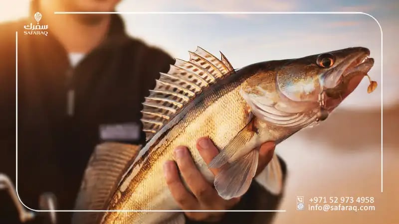 سمك البلودجر