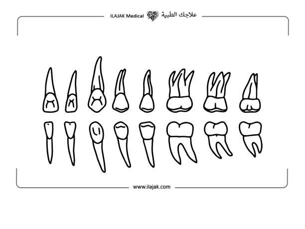 معالجة جذور الاسنان