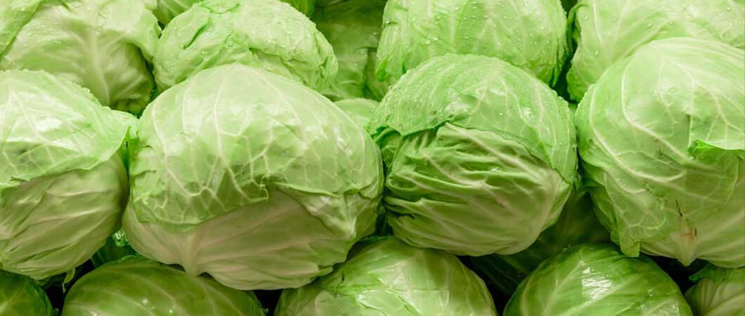 Green Cabbage