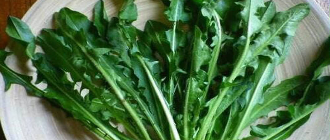 Dandelion Greens