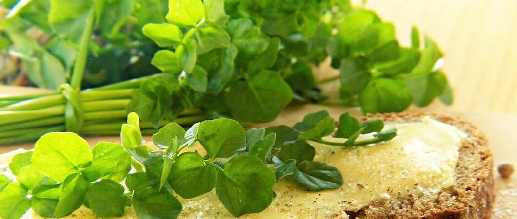 Watercress