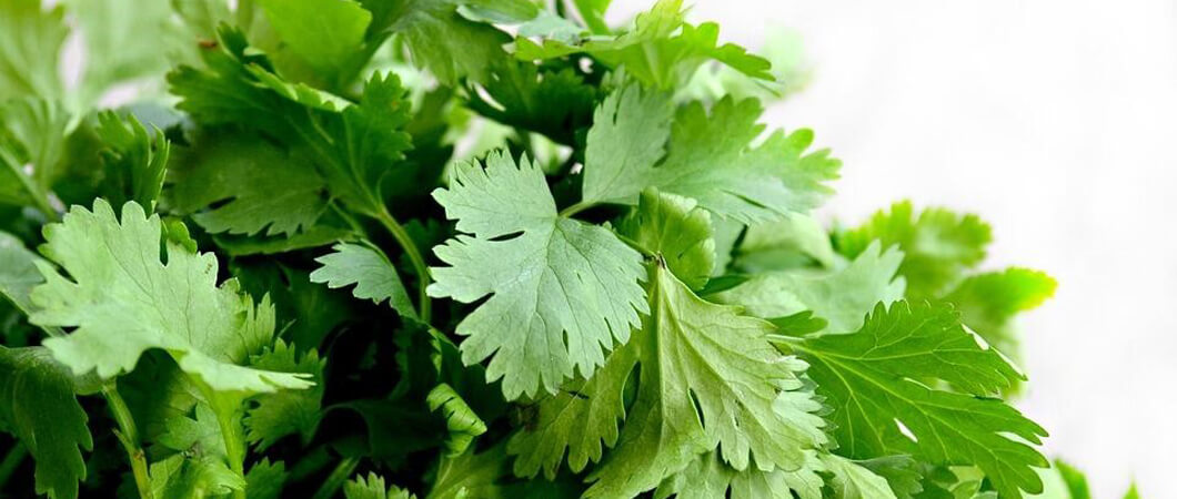 Dry parsley