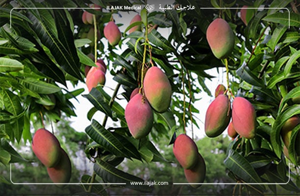 arbre mangue - calorie mangue