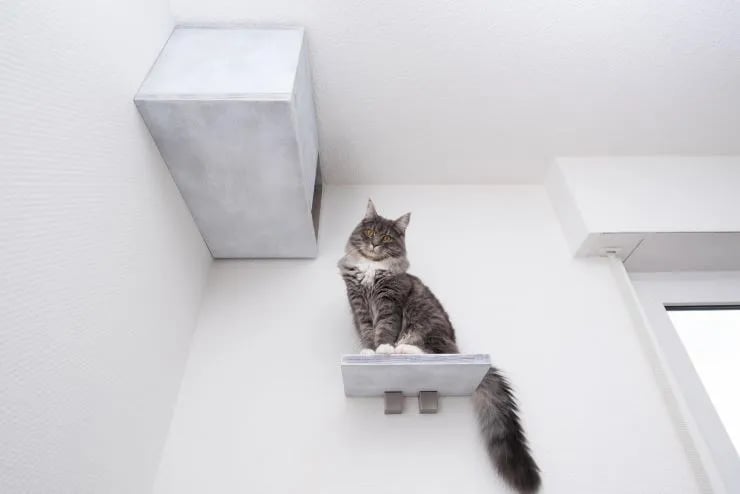 cat sitting on shelf board of a cat furniture